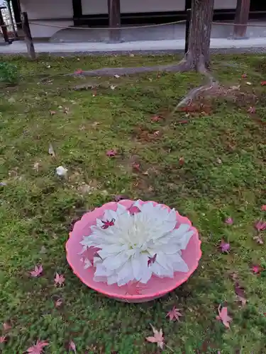 勝林寺の庭園