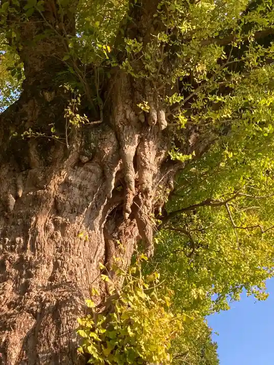 荏柄天神社(神奈川県)