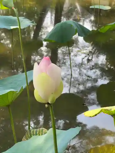 唐招提寺の自然