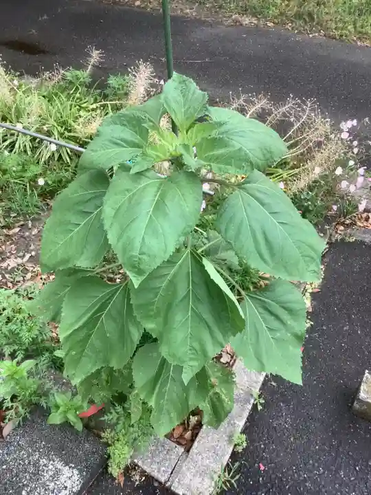 清洲山王宮 日吉神社の自然