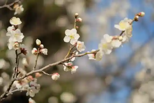 谷保天満宮の{uncategorized: "未分類", other: "その他", undefined: "問題あり", building: "その他建物", grave: "お墓", sacred_gate: "鳥居", guardian: "狛犬", statue: "像", buddha: "仏像", history: "歴史", nature: "自然", garden: "庭園", animal: "動物", pagoda: "塔", temizu: "手水舎", mountain_gate: "山門・神門", sanctuary: "本殿・本堂", subordinate: "末社・摂社", art: "芸術", scenery: "景色", jizo: "地蔵", ema: "絵馬", goshuin: "御朱印", omikuji: "おみくじ", items: "授与品その他", amulet: "お守り", goshuincho: "御朱印帳", eats: "食事", festival: "お祭り", votive_dance: "神楽", shichigosan: "七五三参", wedding: "結婚式", experience: "体験その他", initially: "初詣", around: "周辺", anti_infection: "感染症対策"}