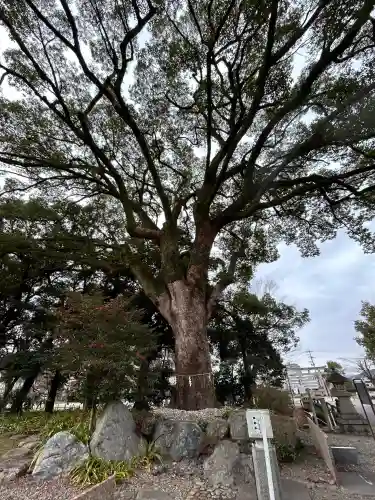 岐阜護國神社の{uncategorized: "未分類", other: "その他", undefined: "問題あり", building: "その他建物", grave: "お墓", sacred_gate: "鳥居", guardian: "狛犬", statue: "像", buddha: "仏像", history: "歴史", nature: "自然", garden: "庭園", animal: "動物", pagoda: "塔", temizu: "手水舎", mountain_gate: "山門・神門", sanctuary: "本殿・本堂", subordinate: "末社・摂社", art: "芸術", scenery: "景色", jizo: "地蔵", ema: "絵馬", goshuin: "御朱印", omikuji: "おみくじ", items: "授与品その他", amulet: "お守り", goshuincho: "御朱印帳", eats: "食事", festival: "お祭り", votive_dance: "神楽", shichigosan: "七五三参", wedding: "結婚式", experience: "体験その他", initially: "初詣", around: "周辺", anti_infection: "感染症対策"}