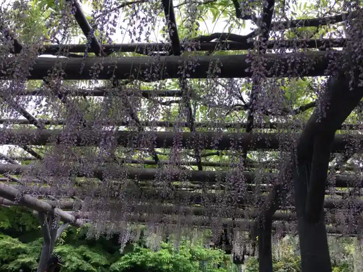 西新井大師総持寺の自然