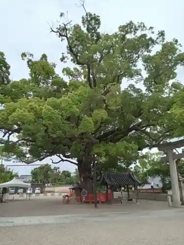 百舌鳥八幡宮(大阪府)