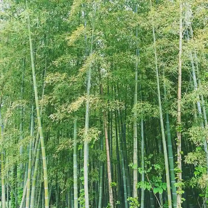 大澤山 龍藏寺の自然