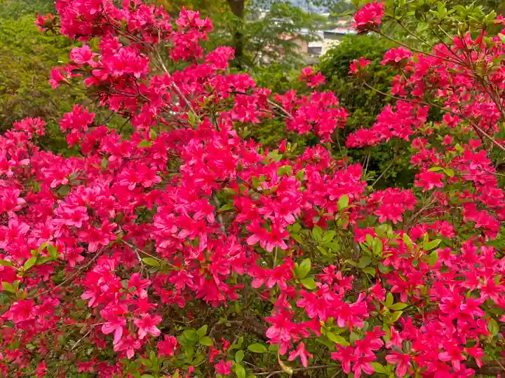 愛宕神社の自然