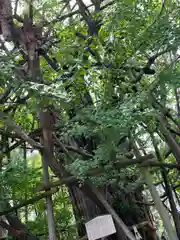 若宮八幡宮 の自然