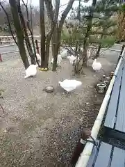 高屋敷稲荷神社の動物