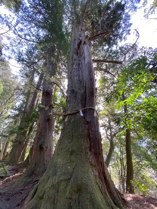 白山比咩神社の自然