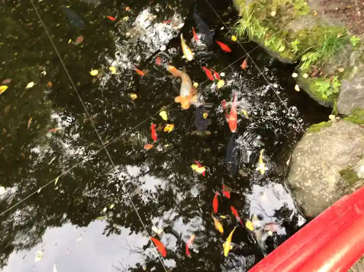 小室浅間神社の動物