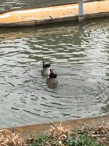 寛永寺不忍池弁天堂の動物