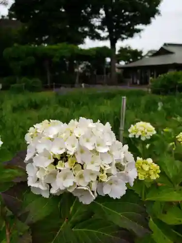妙法寺(東京都)