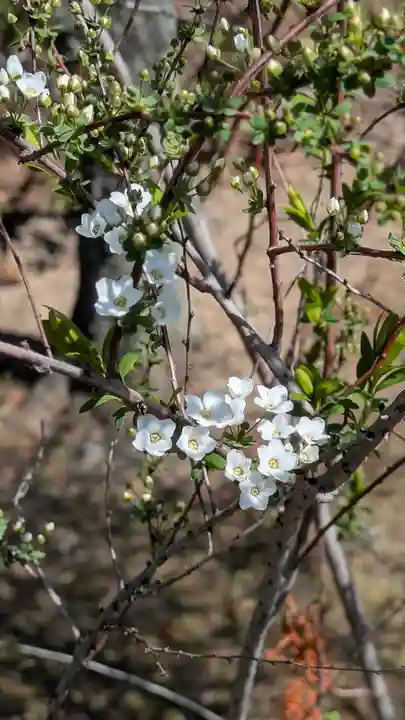 隨心院(随心院)(京都府)