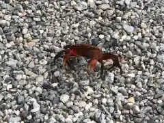 二見興玉神社の動物