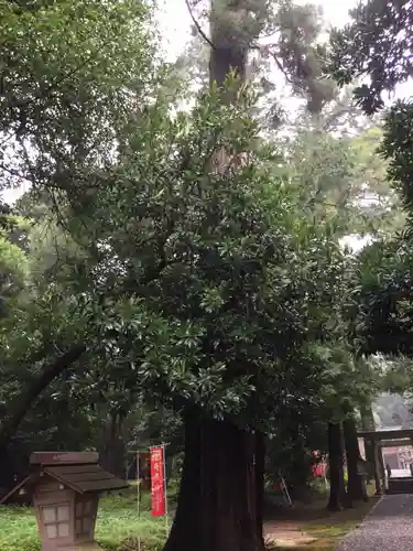 阿射加神社の自然