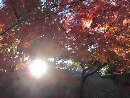 平等院の自然