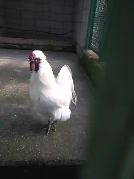 阿智神社の動物