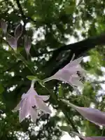 境香取神社の自然