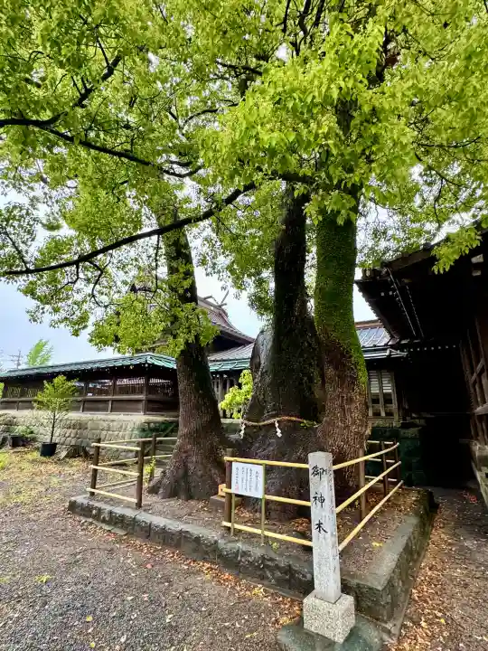 焼津神社(静岡県)