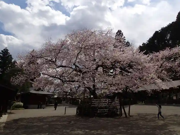 高麗神社の自然