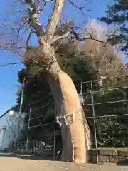 手子神社の自然