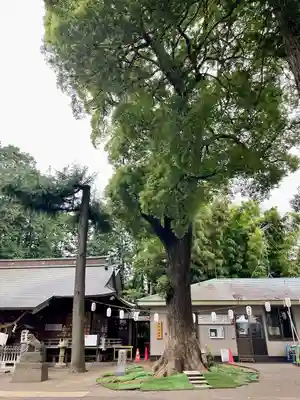 西堀氷川神社(埼玉県)
