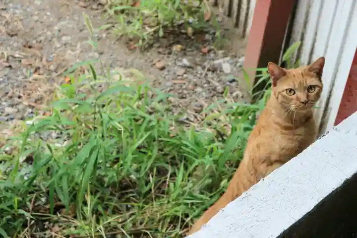 くまくま神社(導きの社 熊野町熊野神社)の動物