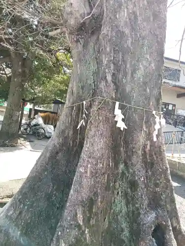 滝野川八幡神社の{uncategorized: "未分類", other: "その他", undefined: "問題あり", building: "その他建物", grave: "お墓", sacred_gate: "鳥居", guardian: "狛犬", statue: "像", buddha: "仏像", history: "歴史", nature: "自然", garden: "庭園", animal: "動物", pagoda: "塔", temizu: "手水舎", mountain_gate: "山門・神門", sanctuary: "本殿・本堂", subordinate: "末社・摂社", art: "芸術", scenery: "景色", jizo: "地蔵", ema: "絵馬", goshuin: "御朱印", omikuji: "おみくじ", items: "授与品その他", amulet: "お守り", goshuincho: "御朱印帳", eats: "食事", festival: "お祭り", votive_dance: "神楽", shichigosan: "七五三参", wedding: "結婚式", experience: "体験その他", initially: "初詣", around: "周辺", anti_infection: "感染症対策"}