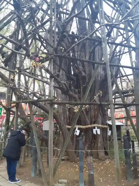 稲毛神社(神奈川県)