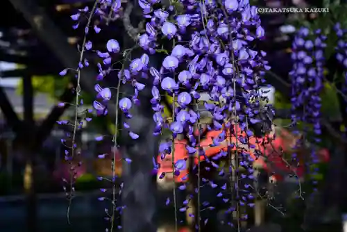 亀戸天神社の自然