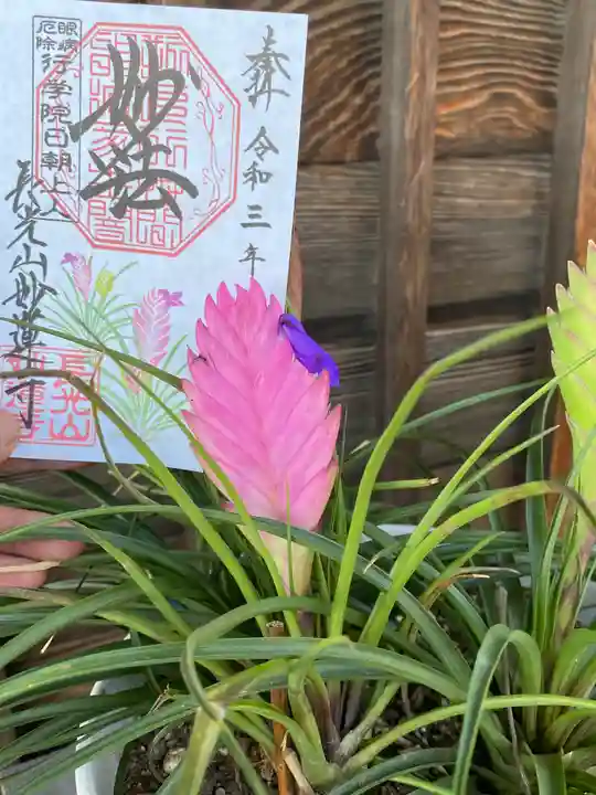 妙蓮寺の御朱印