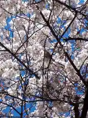 秋葉神社の動物