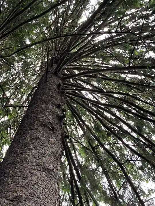 開拓神社の自然