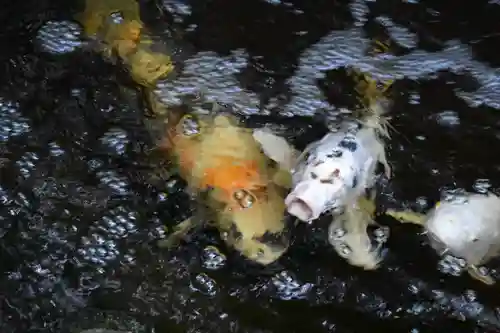 秩父御嶽神社の動物