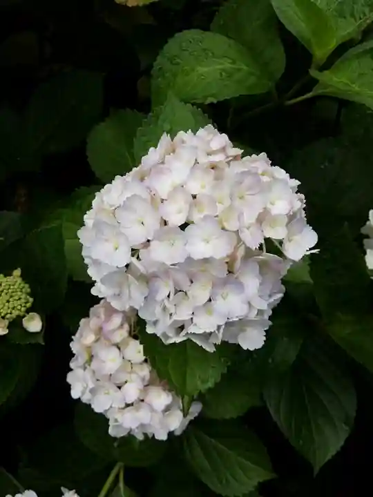 白山神社の自然