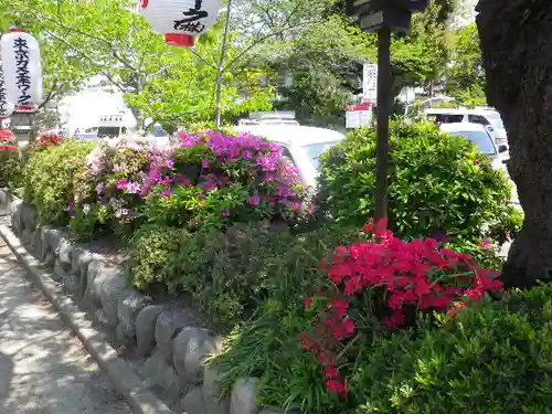 鶴岡八幡宮の自然