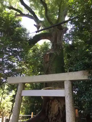 松阪神社の自然