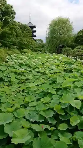 東寺（教王護国寺）の庭園