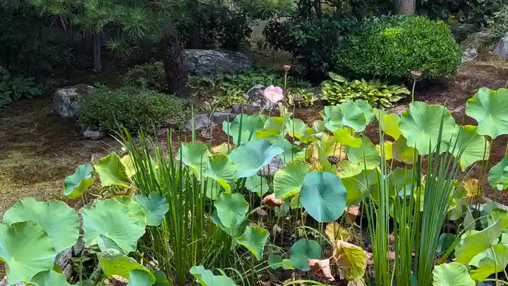 本法寺(京都府)