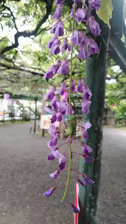 國領神社の自然