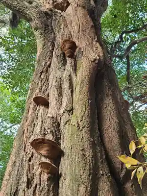 代田八幡宮(山口県)