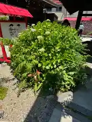 三輪神社(愛知県)