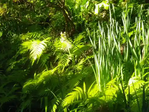 浄光明寺の自然