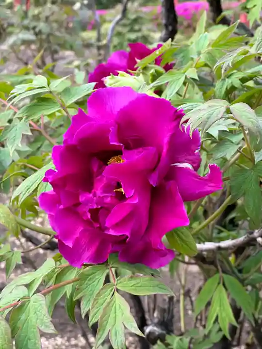 箭弓稲荷神社の自然