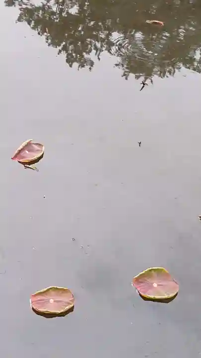 白山神社の自然