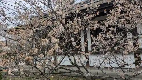 平野神社(京都府)