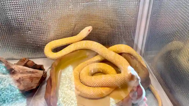 蛇窪神社(東京都)