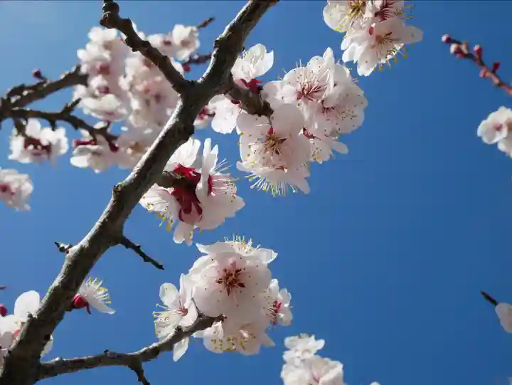 眞田神社の自然