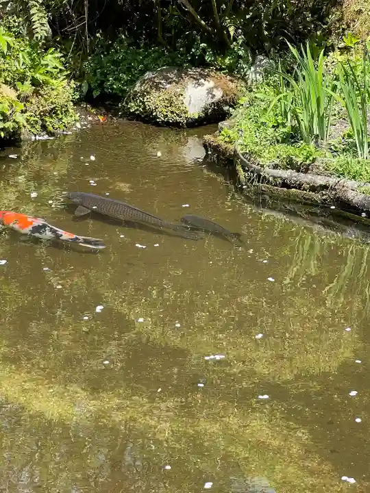 詩仙堂(丈山寺)の動物