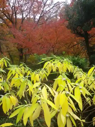 黄梅院（円覚寺塔頭）の自然